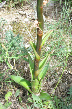 Palmaris Agave atrovirens mirabilis