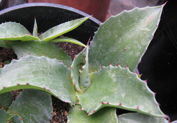 Palmaris Agave atrovirens mirabilis