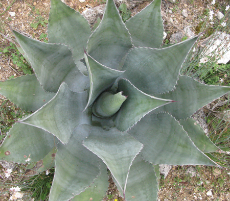 Pépinière Palmaris Agave atrovirens mirabilis Cactuseraie