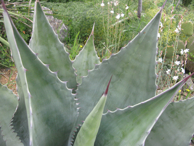 Pépinière Palmaris Agave atrovirens mirabilis Cactuseraie