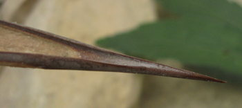 Pépinière Palmaris Agave atrovirens mirabilis