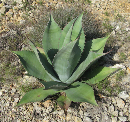 Pépinière Palmaris Agave atrovirens mirabilis Cactuseraie