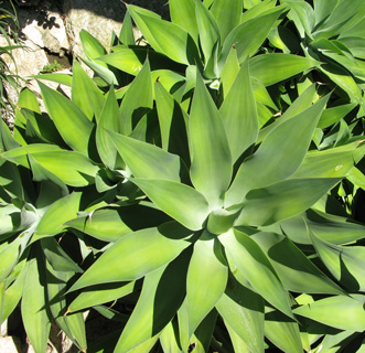 Palmaris Agave attenuata