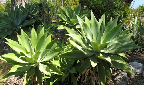 Palmaris Agave attenuata