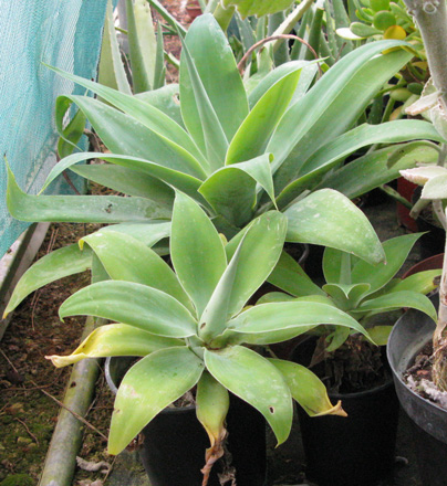 Palmaris Agave attenuata