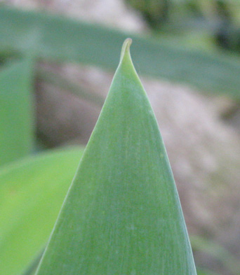 Palmaris Agave attenuata