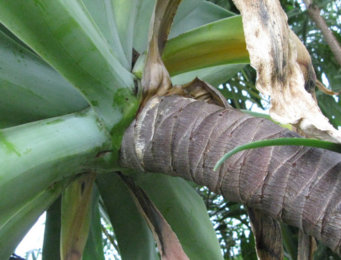 Palmaris Agave attenuata tronc stipe