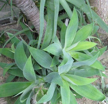 Palmaris Agave attenuata rejets