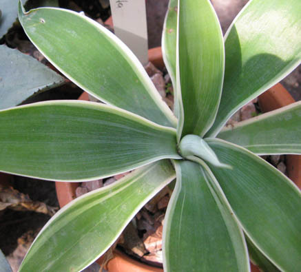 Pépinière Palmaris Agave attenuata albomarginata Van der Meer