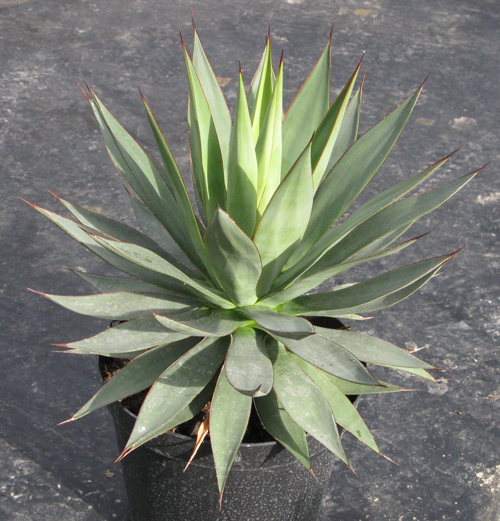 Pépinière Palmaris Agave attenuata compacta