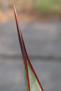 Pépinière Palmaris Agave attenuata compacta