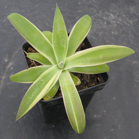 Pépinière Palmaris Agave attenuata marginata lutea