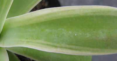 Pépinière Palmaris Agave attenuata marginata lutea