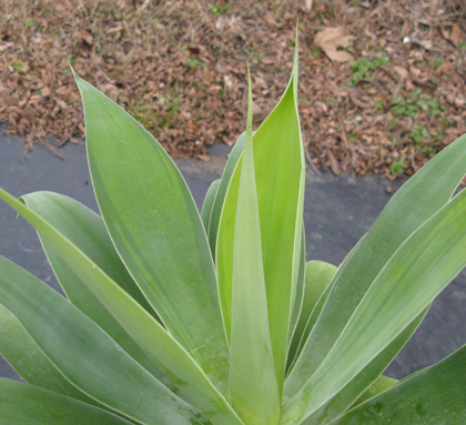 Pépinière Palmaris Agave attenuata mediopicta pallida "Karra's stripes"