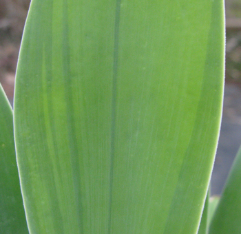 Pépinière Palmaris Agave attenuata mediopicta pallida "Karra's stripes"