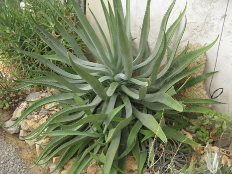 Palmaris Agave aurea Cactuseraie