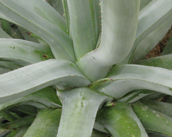 Palmaris Agave aurea coeur