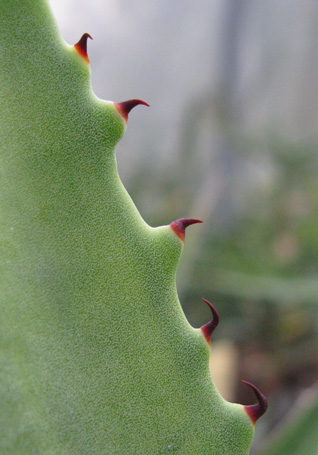 Palmaris Agave aurea