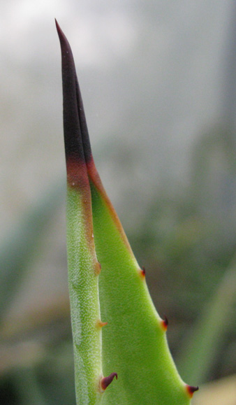 Palmaris Agave aurea