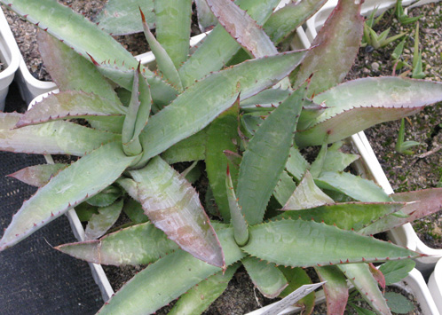 Palmaris Agave aurea