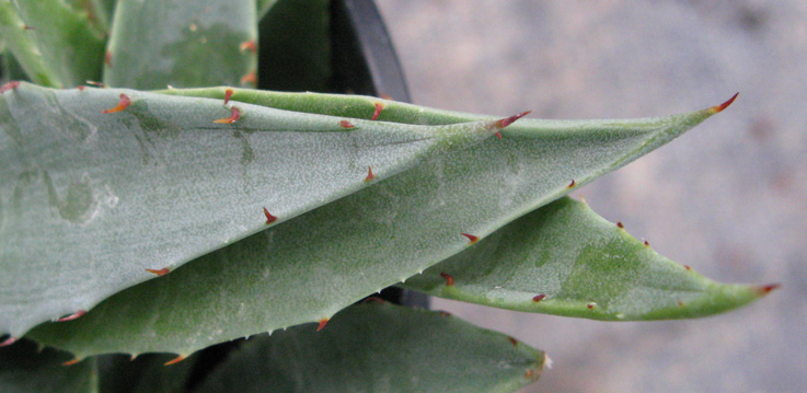 Palmaris Agave avellanidens