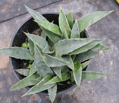 Palmaris Agave avellanidens