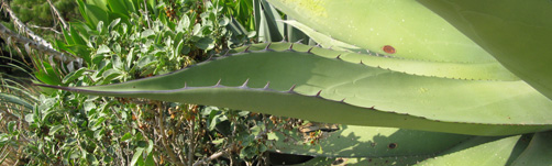 Palmaris Agave avellanidens