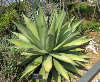 Palmaris Agave avellanidens Nice