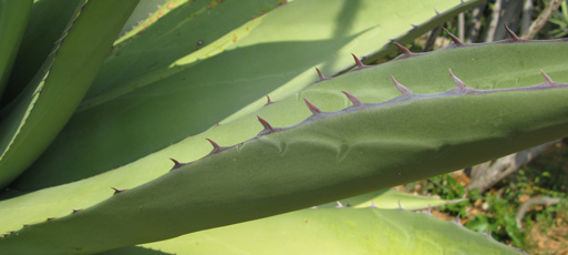 Palmaris Agave avellanidens