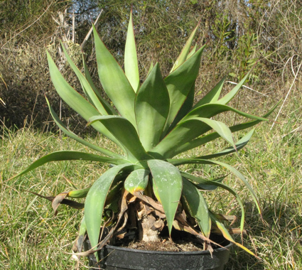 Pépinière Palmaris Agave bakeri