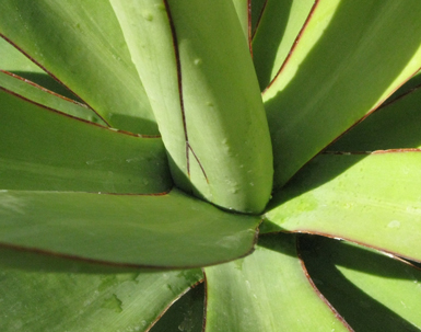 Pépinière Palmaris Agave bakeri