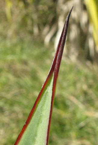 Pépinière Palmaris Agave bakeri