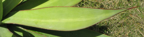 Pépinière Palmaris Agave bakeri