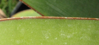 Pépinière Palmaris Agave bakeri