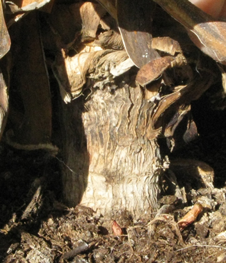 Pépinière Palmaris Agave bakeri