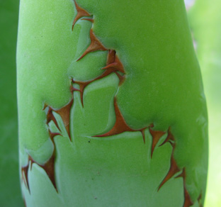 Palmaris Agave bovicornuta