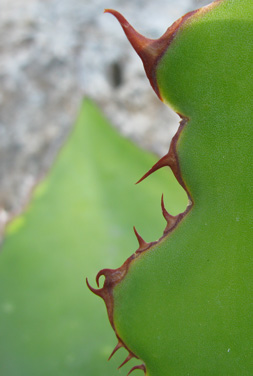 Palmaris Agave bovicornuta