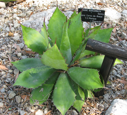 Palmaris Agave bovicornuta Nice