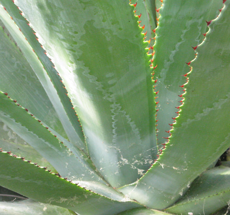 Palmaris Agave bovicornuta