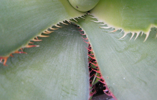 Palmaris Agave bovicornuta