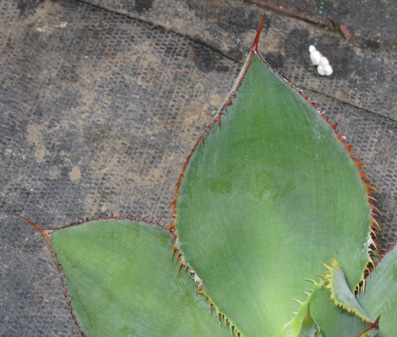 Palmaris Agave bovicornuta