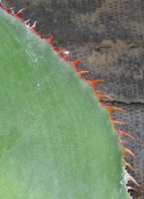 Palmaris Agave bovicornuta