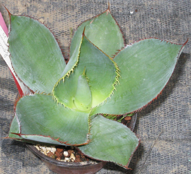 Palmaris Agave bovicornuta