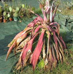 Palmaris Agave bovicornuta Cactuseraie