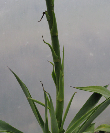 Pépinière Palmaris Agave braceana 