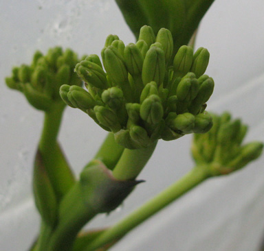 Pépinière Palmaris Agave braceana 