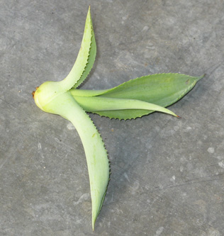 Pépinière Palmaris Agave braceana 