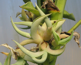 Pépinière Palmaris Agave braceana 