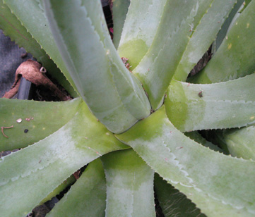 Pépinière Palmaris Agave braceana 