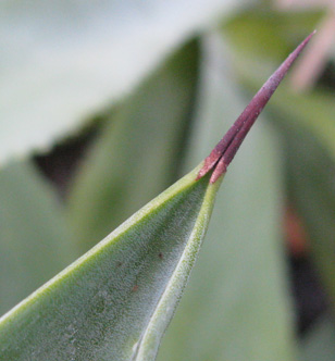 Pépinière Palmaris Agave braceana 